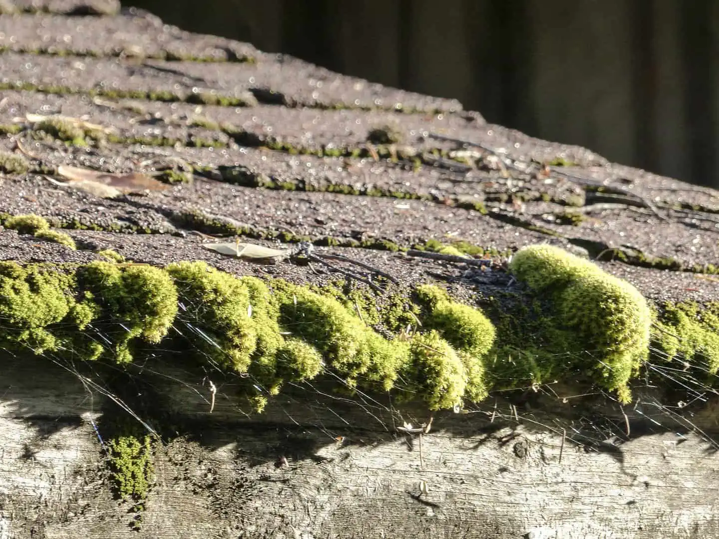 Moss growing underneath roof shingles